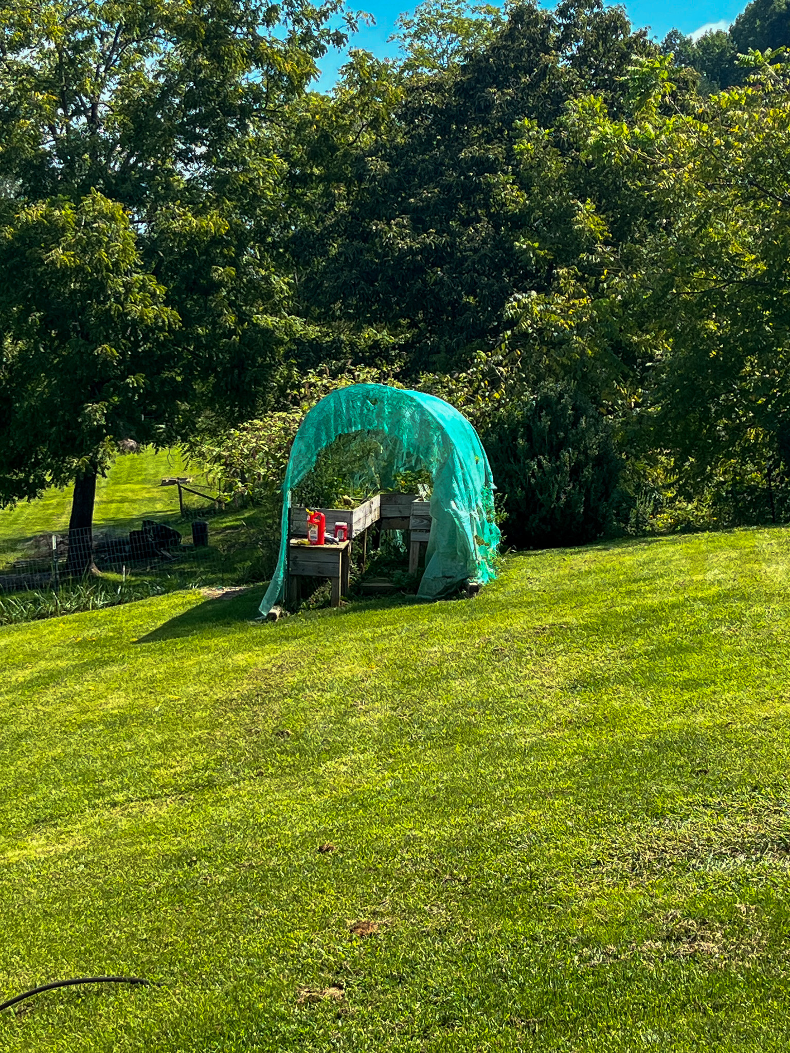 Grassy backyard area featuring a raised garden bed with protective netting, surrounded by mature trees and open green space. This is the home of Sponsored Residential Provider Delmy Sexton in Woodlawn, VA.