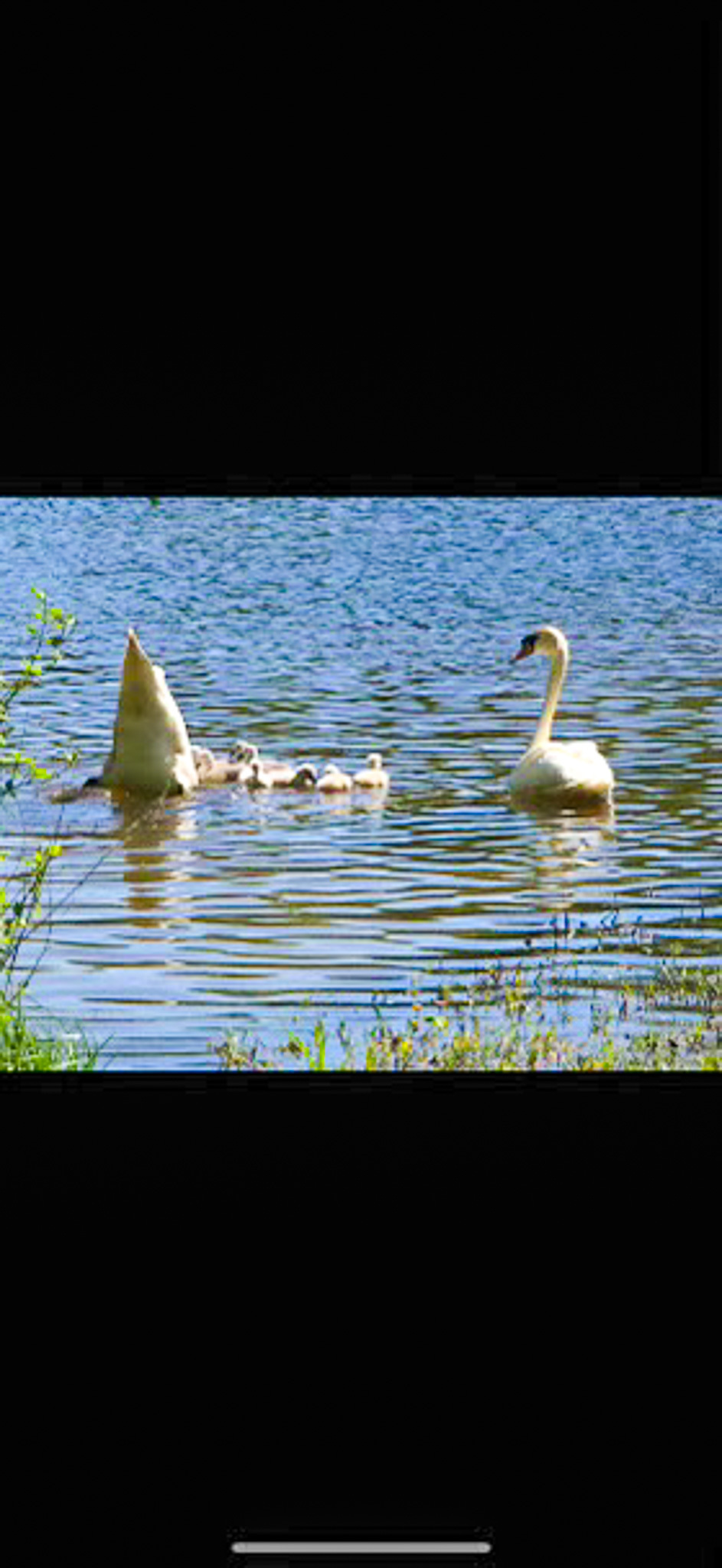 Two swans swimming on a calm lake with several small cygnets between them outside the home of Group Home Provider Ana Garcia in Spotsylvania, Virginia.