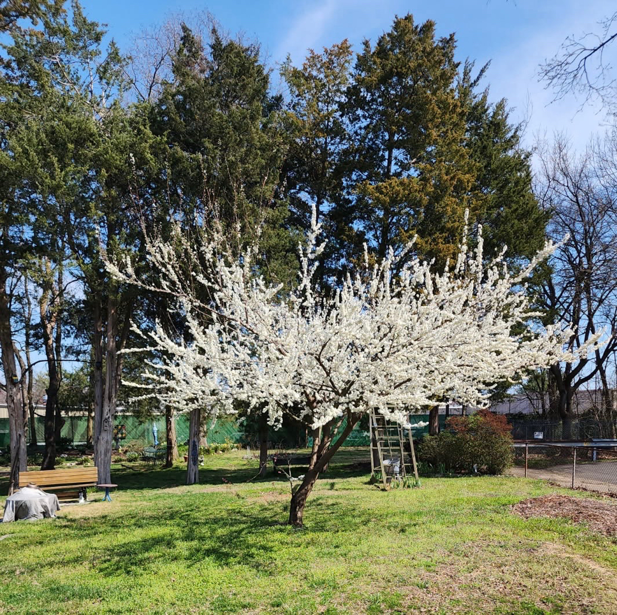 A small tree covered in white blossoms standing in a grassy yard with tall evergreens in the background outside the home of Sponsored Residential Providers Teresa and Billy Herran in Woodbridge, Virginia.