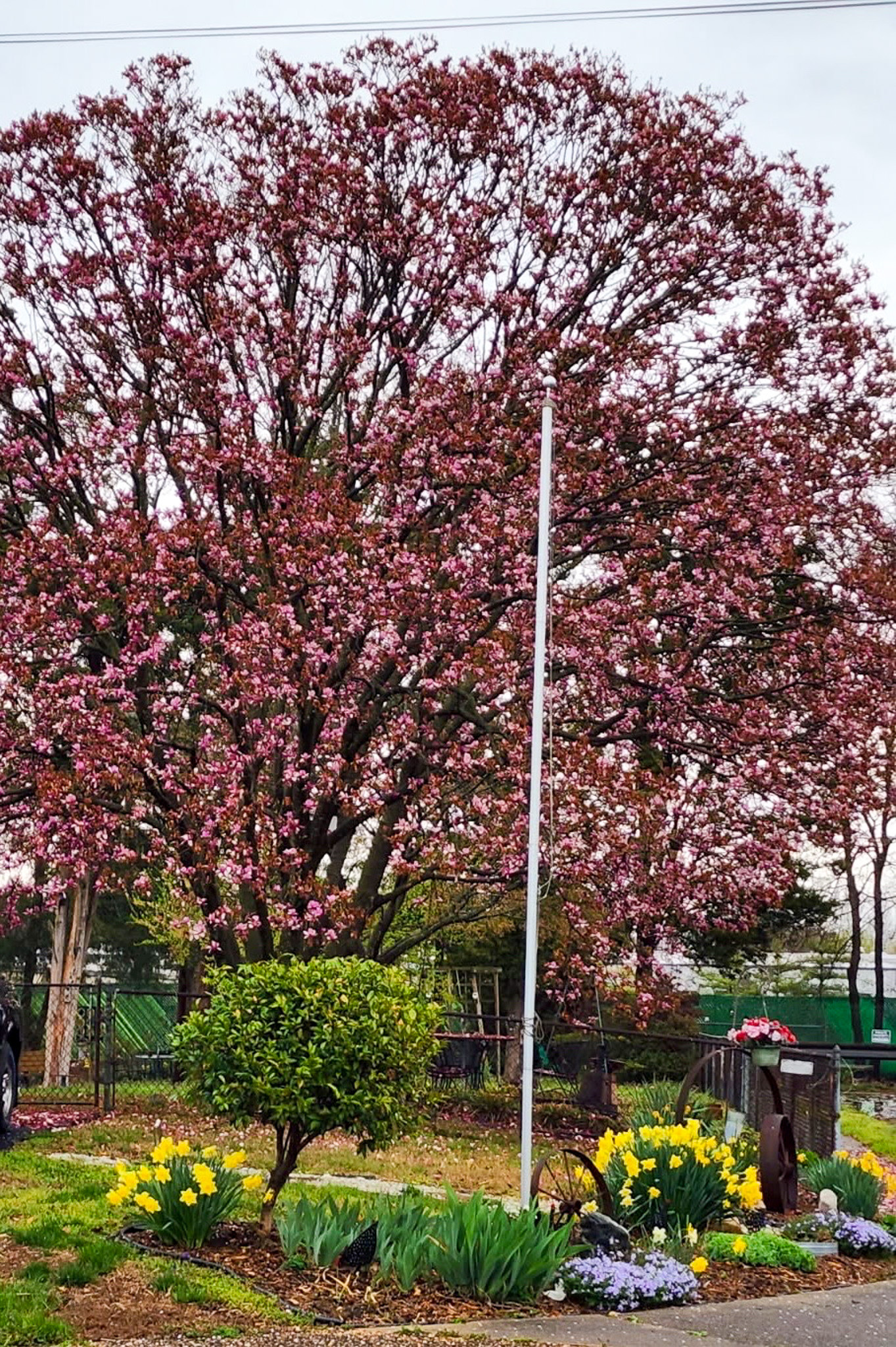 A tall tree full of pink blossoms towers over a garden bed with yellow daffodils, purple flowers, and a small green shrub, with a flagpole standing in front outside the home of Sponsored Residential Providers Teresa and Billy Herran in Woodbridge, Virginia.