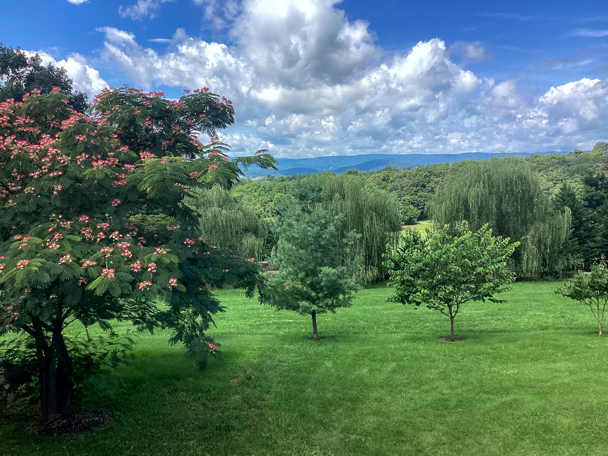 Scenic view of rolling green lawns, mature trees, and distant mountains from the property of Wall Group Home provider Lisa Lohr in Harrisonburg, VA.