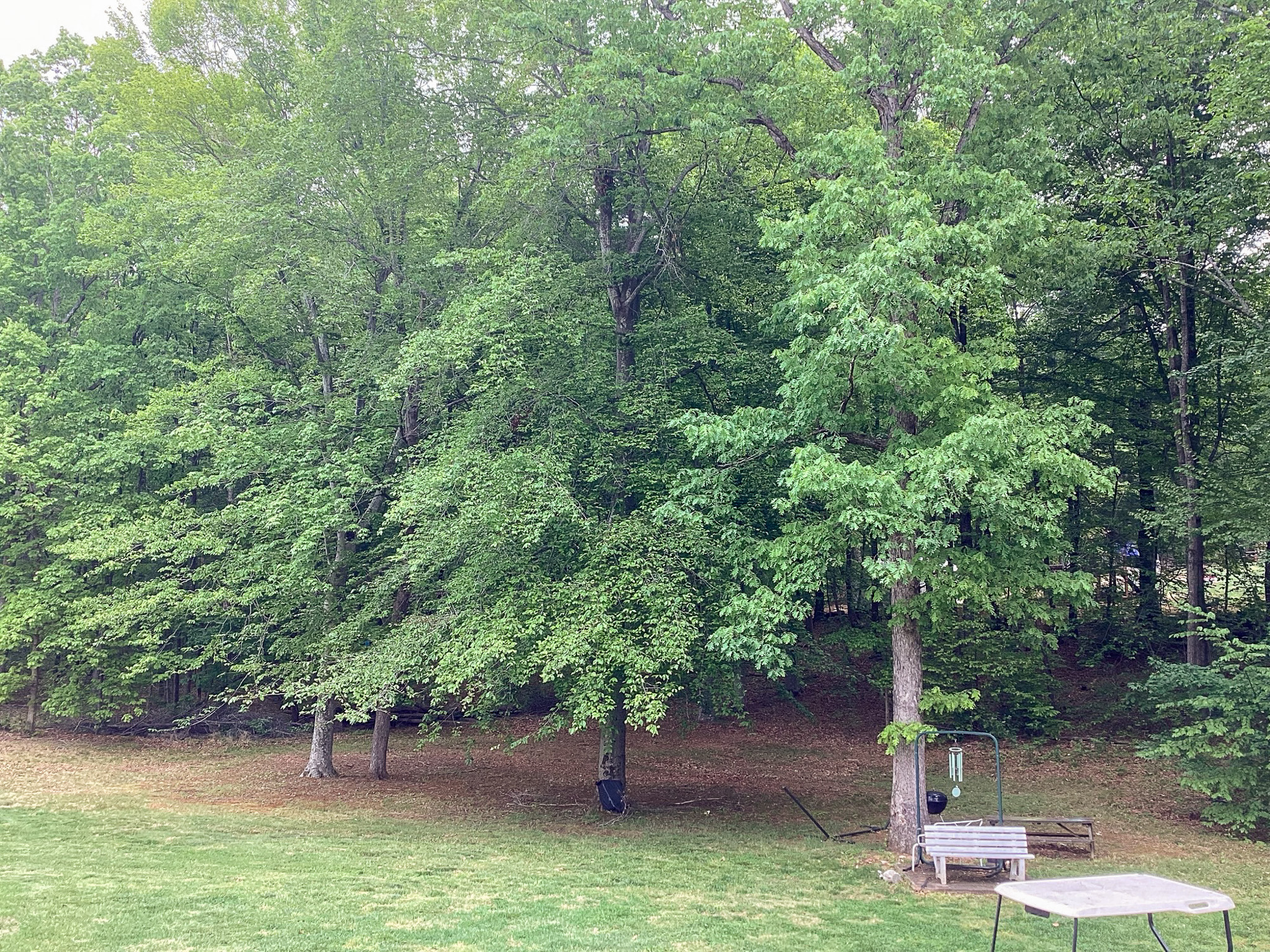 Peaceful backyard with a wooded tree line, open grassy area, and a small patio at the home of Sponsored Residential Provider Roxane Barnes.